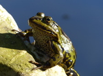 FZ008546 Marsh frog (Pelophylax ridibundus) on rock.jpg